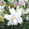 Lily Lotus Beauty