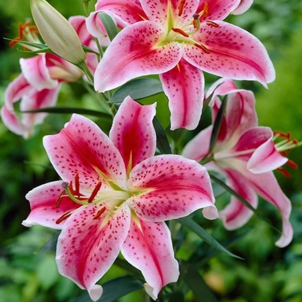 Lily Stargazer has deep pink color with white on the edges, fragrant