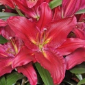 Lily Grand Turismo deep red color with fragrant