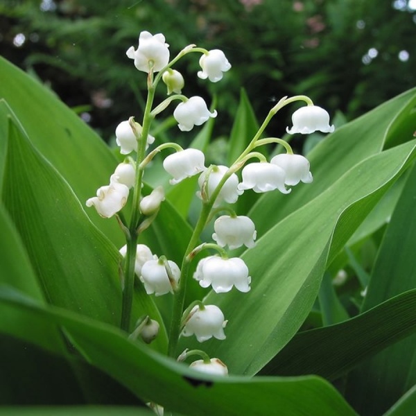 Lily of the valley bell has unique shape flowers with fragrant.