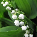 Lily of the valley bell shape flowers with fragrant