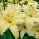 Lily Easy Vanilla creamy yellow flowers