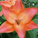Lily Easy Beat two tone color flowers