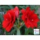 Amaryllis Inferno, red double flower