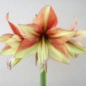 Amaryllis Fledermaus exotic flower color
