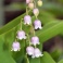 Lily of the valley Rosea