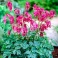Dicentra King of Heart the red heart shape flowers