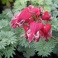Dicentra King of Heart the red heart shape flowers