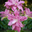 Lily Lotus Elegance pink double flowers