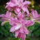 Lily Lotus Elegance pink double flowers