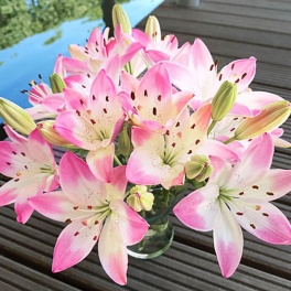 Lily Levi pink and white flowers