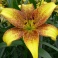 Lily Golden Stone yellow flower with freckles