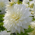 Dahlia Fleurel white large flowers