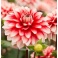 Dahlia Larrys Love white and red flowers
