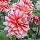 Dahlia Larrys Love white and red flowers