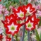 Amaryllis Tres Chic XL red and white color