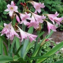 Crinum Powellii Pink Fragrant Flowers