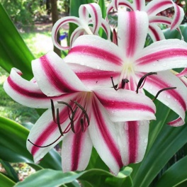 Crinum Cintho