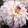Dahlia Monet sweet purple white flowers