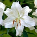 Lily Casablanca white flowers with fragrant