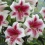 Lily Triumphator red wine color with white edge with fragrant