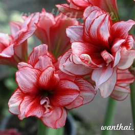 Amaryllis Joker