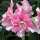 Amaryllis Rozetta, double flowers pink color