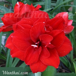 Amaryllis Inferno