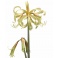 Amaryllis Saffron exotic flower