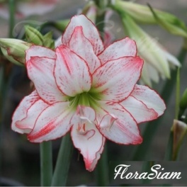 Amaryllis Aphrodite