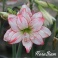 Amaryllis Aphrodite double white with pink stripes