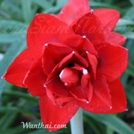 Amaryllis Double King Amaryllis Double King