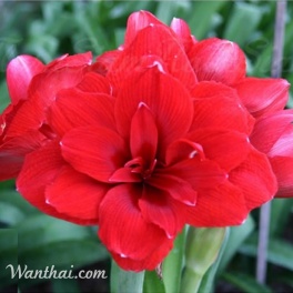 Amaryllis Double Dragon