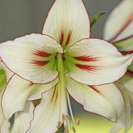 Amaryllis Dragonfly exotic flowers