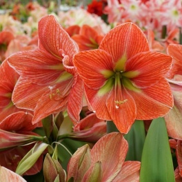 Amaryllis Terracotta Star