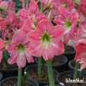 Amaryllis Amalfi sweet pink flowers