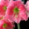 Amaryllis Amalfi pink flowers