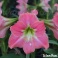 Amaryllis Amalfi pink flowers