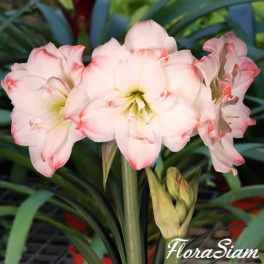 Amaryllis Candy Amadeus