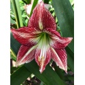 Amaryllis Ch7 unique flowers shape deep red with stripes
