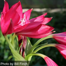 Crinum Ellen