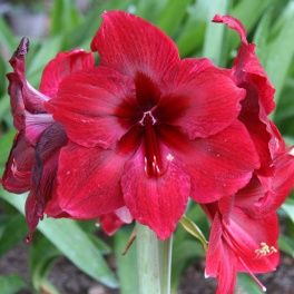 Amaryllis Black Pearl Deep Red flowers