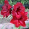 Amaryllis Black Pearl Deep Red flowers