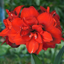 Amaryllis Double King