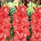 Gladiolus Zizane