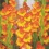 Gladiolus Tampico