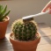 Good for Cactus! Ebisu brush 軟毛