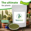 Premium Green Seaweed Extract with Enhanced Amino Acids