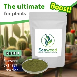 Premium Green Seaweed Extract