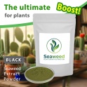 Premium Black Seaweed Extract with Enhanced Amino Acids
